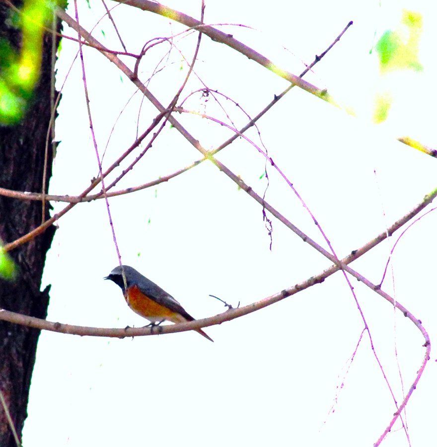 I photographed a Common Redstart