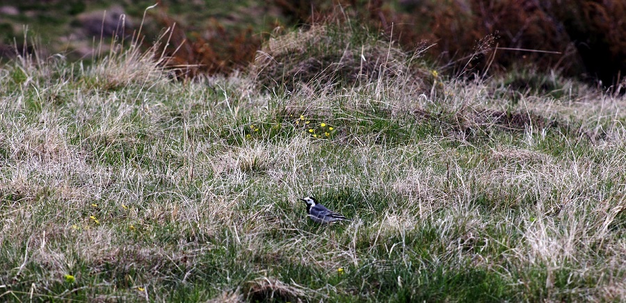 The white wagtail, a new bird species added to my bird photo collection