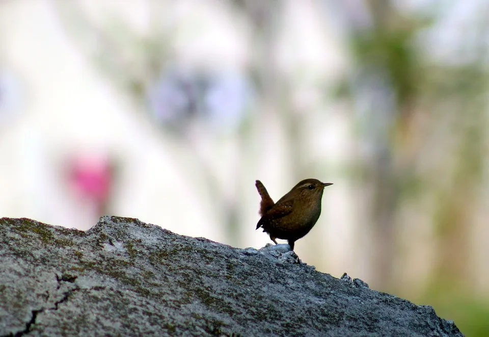What the Eurasian wren (Troglodytes troglodytes) looks like