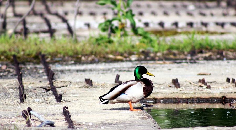 Better Than Nothing: A Mallard Kind of Day