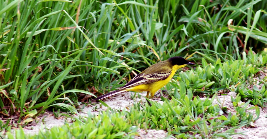 Spotted a Yellow-Bellied, Gray-Winged Bird? Meet the Western Yellow Wagtail (Motacilla flava)