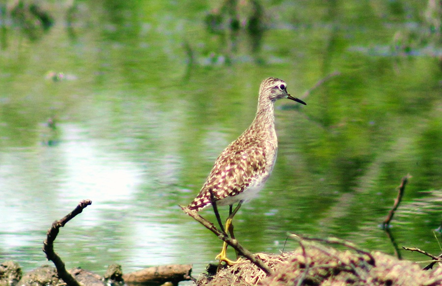 Always in a Hurry and Hard to Photograph? Yep, That’s the Wood Sandpiper (Tringa glareola)