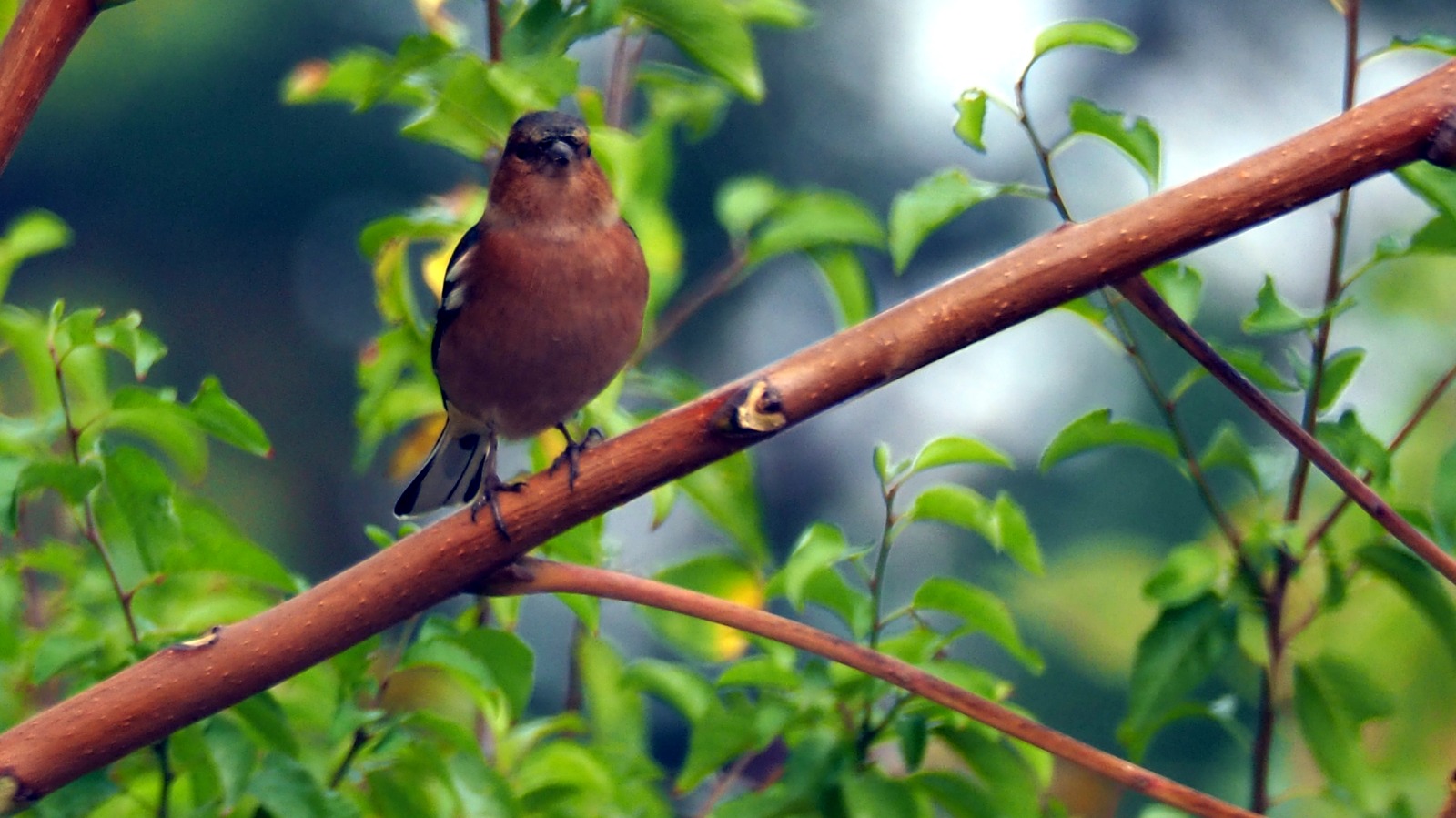 What a Chaffinch Looks Like